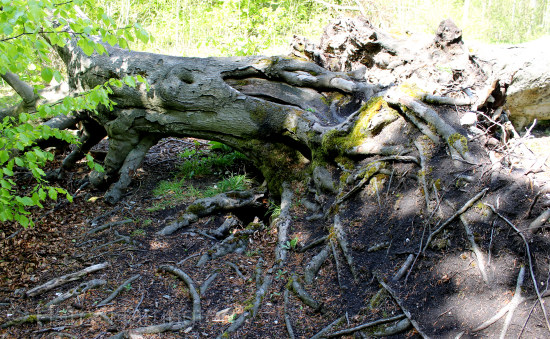 upturned beech tree